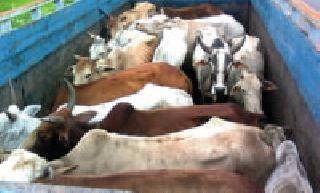 37 cows rescued in slaughter house | कत्तलखान्यात जाणाऱ्या ३७ गुरांची सुटका