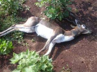 The deer of death at Mammadpur | ममदापूर येथे हरणाचा मृत्यू