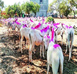 The donkey market will be filled in Jezuri | जेजुरीत भरणार गाढवांचा बाजार
