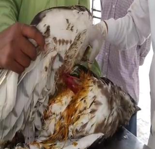 VIDEO: Nylon kills an eagle! | VIDEO: नायलॉन मांजाने केला गरुडाचा घात!