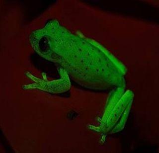 Glowing frogs found in Argentina | अर्जेंटिनात सापडला काजव्यासारखा चमकणारा बेडूक