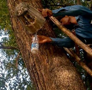 A 'beer' tree in Delhi University, 10 liters of beer per day | दिल्ली विद्यापीठात चक्क 'बिअर'चं झाड, रोज मिळते 10 लिटर बिअर