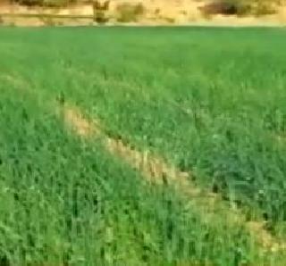VIDEO - Onion producer Haviladil in Nashik | VIDEO - नाशिकमध्ये कांदा उत्पादक शेतकरी हवालदिल