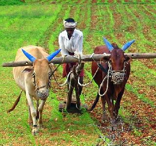 Start of 'Advanced Agriculture Affordable Farmers' campaign in the state | राज्यात ‘उन्नत शेती समृद्ध शेतकरी’अभियानास प्रारंभ