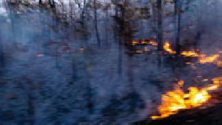 Vihiragaon forest fire | विहीरगाव जंगलाला आग