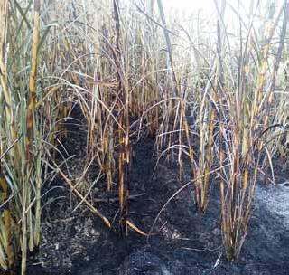 Sugarcane fire in Deulgaon; Thousands of losses | देउळगाव येथे ऊसाला आग; हजारो रुपयांचे नुकसान