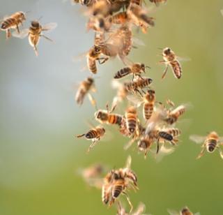 32 people injured in bee attack | मधमाश्यांचा हल्ल्यात ३२ भाविक जखमी