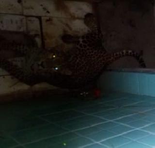 VIDEO - Leopard stuck in search of water | VIDEO - पाण्याच्या शोधात बिबट्या अडकला शौचालयात