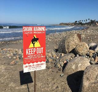 Shark Attack on California Beach | कॅलिफोर्निया बीचवर शार्कचा हल्ला