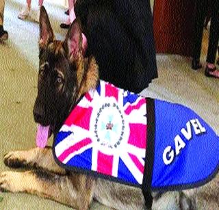Royal job lost by the dog | कुत्र्याने गमावली शाही नोकरी