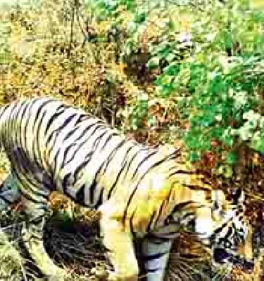 The citizens of two tigers have even more dreaded | दोन वाघांच्या वास्तव्याने नागरिक आणखी धास्तावले