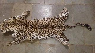 The leopard's skin was seized in the Kumbharli Ghat | कुंभार्ली घाटात बिबट्याचे कातडे जप्त