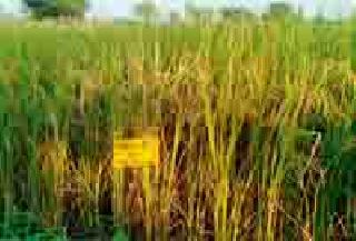Rice's Sakoli-9 varieties developed | भाताचे साकोली-९ वाण विकसित