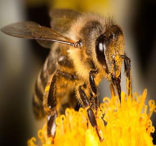 Attack on beekeepers, Ajanta Caves T-Point incident | मधमाशांचा पर्यटकांवर हल्ला, अजिंठा लेणी टी पॉइंटवरील घटना