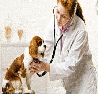 Veterinary field opportunities | पशुवैद्यकीय क्षेत्रातील संधी
