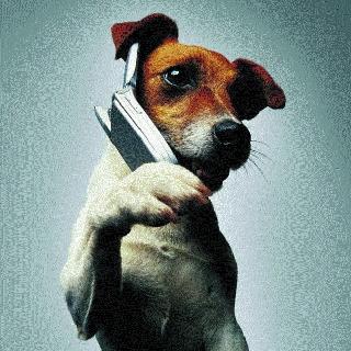 ... then the dog will call the police | ...तर कुत्रा करेल पोलिसांना फोन