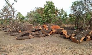 Tree plantation with blessings of forest department | वनविभागाच्या आशिर्वादाने वृक्षतोड जोमात