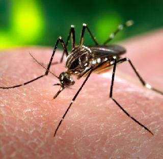 225 deaths due to dengue in Sri Lanka | श्रीलंकेत डेंग्यूमुळे 225 लोकांचा मृत्यू