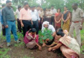 Planting of 1, 17, 777 trees in seven days in the taluka | सात दिवसांत तालुक्यात १ लाख १७ हजार ७७७ झाडांचे रोपण