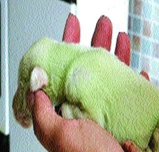 Born of a green colored puppy given by the dog | कुत्रीने दिला हिरव्या रंगाच्या पिल्लाला जन्म