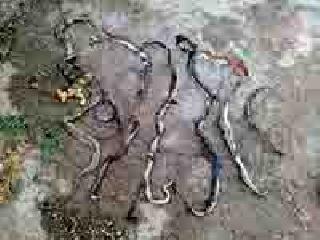 In road accident, 664 snakes snatched and died | रस्ता अपघातात ६६४ सापांचा चिरडून मृत्यू