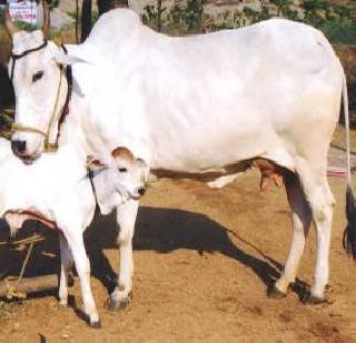 The cow became a 'political animal' | गाय झाली ‘राजकीय प्राणी’