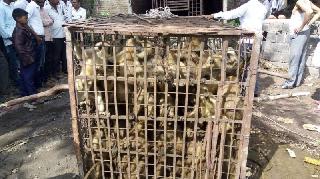 The gang of ruthless apes closed in cage | उपद्रवी वानरांची टोळी पिंजऱ्यात बंद