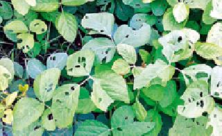 Influence of green larvae on the soya bean crop in Vanani | वणीत सोयाबीन पिकावर हिरव्या अळीचा प्रादुर्भाव