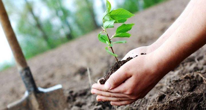 Akola district will implement 'One Student - One Tree' | अकोला जिल्ह्यात ‘एक विद्यार्थी-एक वृक्ष’ उपक्रम राबविणार!