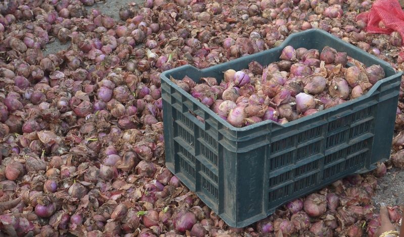 Onion arrives in Nagpur, quality deteriorates | नागपुरात कांद्याची आवक वाढली, दर्जा निकृष्ट