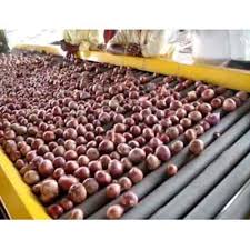 Production of onion grading machine; PDKV sign MoU | कांदा प्रतवारी यंत्राची होणार निर्मिती; डॉ. पंदेकृविचा अभियांत्रिकी शैक्षणिक संस्थांसोबत सामंजस्य करार
