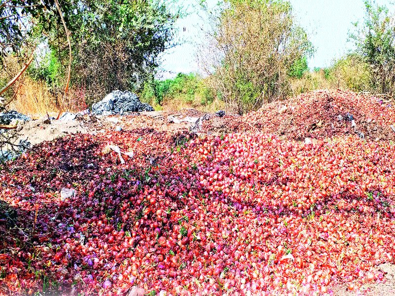 Hundreds of grams of onion are thrown and hundreds of acres are being sown | शेकडो पोती कांदा फेकला जातो, तर शेकडो एकर पेरलाही जातोय