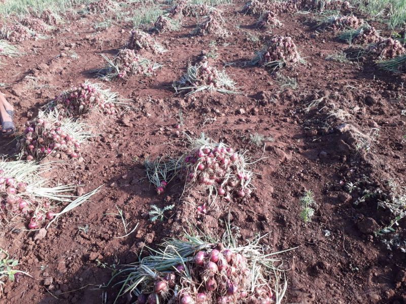 crops damaged due to Ockhi Cyclone | ओखी वादळाचा तडाखा : पावसामुळे नाशिकमधील कांदा उत्पादकांचे प्रचंड नुकसान 