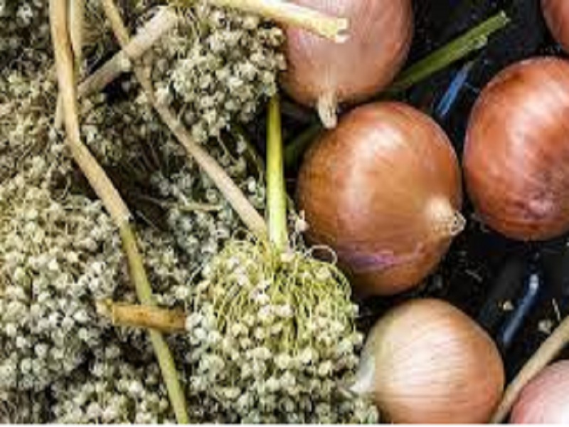 Cheating farmers by giving bogus onion seeds; Merchant arrested | बोगस कांदा बियाणे देऊन शेतकऱ्यांची फसवणूक; व्यापारी अटकेत 