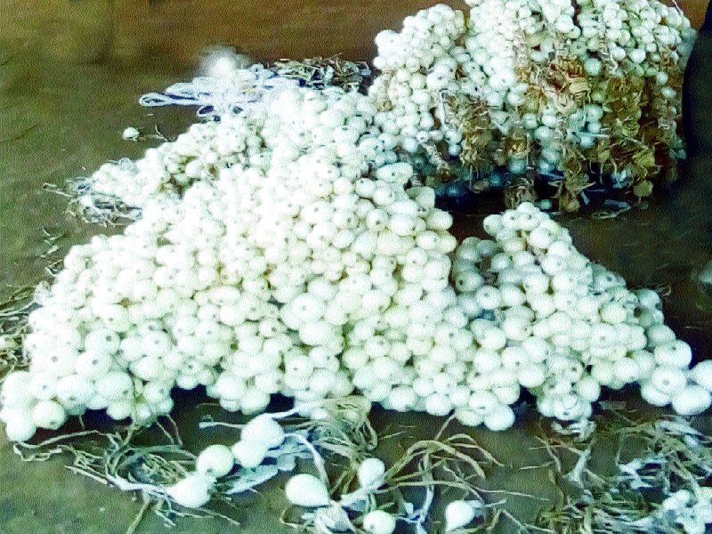 The white onion crop in Shahapur taluka, the first experiment was successful | शहापूर तालुक्यात पांढऱ्या कांद्याचे पीक, पहिलाच प्रयोग ठरला यशस्वी