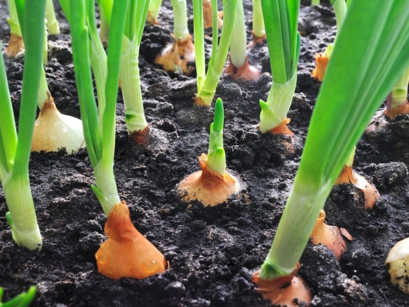 Centre's plan to increase onion production | कांदा उत्पादन वाढविण्यासाठी केंद्राने तयार केली योजना