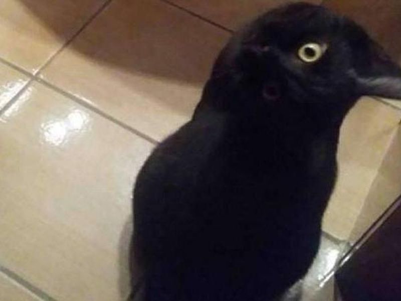 Crow or Cat optical illusion photo viral on social media | कावळा की मांजर? सोशल मीडियात फोटो चॅलेन्ज व्हायरल, तुम्ही ओळखा पाहू!
