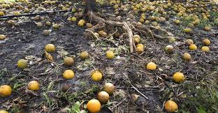 The fertility of the 'fitopura' on the oranges in the western viderbha. Orange production troubles! | पश्चिम व-हाडातील संत्राबागांवर ‘फायटोप्योरा’ किडीचा प्रादूर्भाव; संत्राउत्पादक अडचणीत!