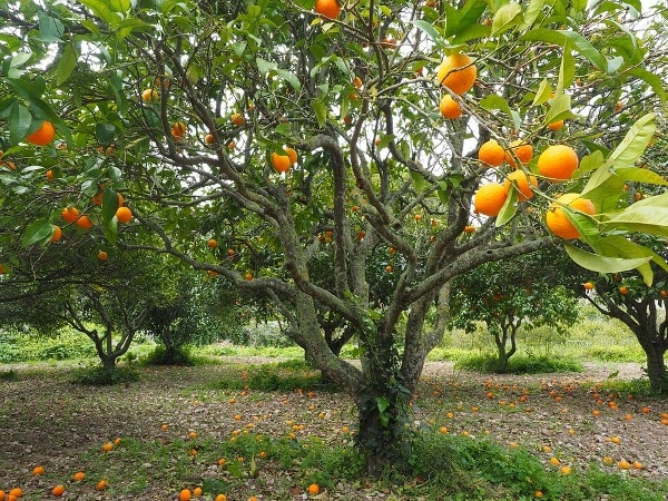 Orange fruit crop of Vidarbha in danger | विदर्भातील संत्रा फळ पीक धोक्यात; फळ गळती सुरू
