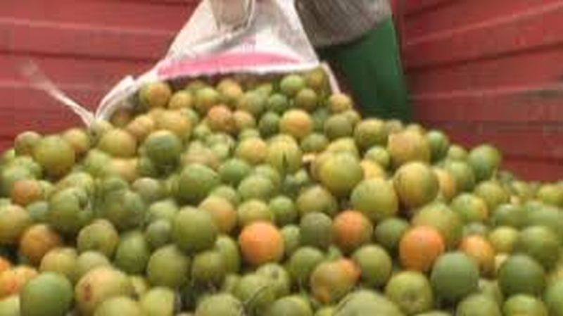 Orange fruit crop hit; Losses on Rs 75 crore! | संत्रा फळ पिकाला फटका; ७५ कोटी रुपयांवर नुकसानीची शक्यता!