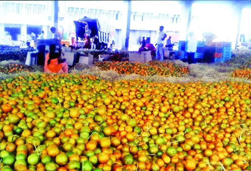 Sweet orange banquet for customers of Nagpur: 200 tempos arriving daily | नागपूरच्या ग्राहकांना गोड संत्र्याची मेजवानी  : दररोज २०० टेम्पोची आवक