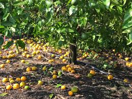 Groundwater reduction; Orange, lemon garden in danger | भूजलपातळीत घट; संत्रा, लिंबू बागा धोक्यात