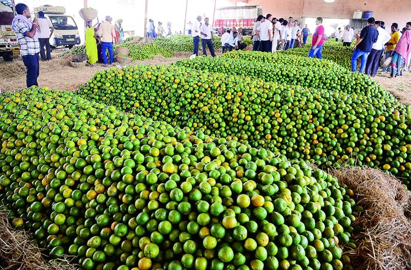 In Nagpur, the arrival of oranges has increased: prices are inevitable | नागपुरात संत्र्यांची आवक वाढली : भाव आटोक्यात