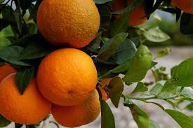 Orange growers in Vidarbha to get their permission! | विदर्भातील संत्रा उत्पादकांना मिळणार दज्रेदार कलमा!