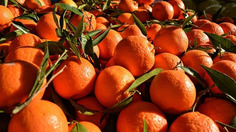 One crore rupees worth of oranges were sold by a broker | शेतकऱ्यांचा एक कोटी रुपयांचा संत्रा दलालाने परस्पर विकला