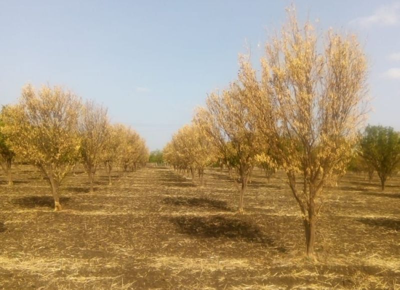 Orchard dry; Demand for survey | फळबागा सुकल्या; सर्वेक्षण करण्याची मागणी
