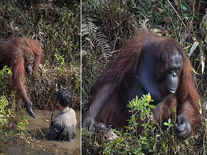 Picture of an orangutan reaching out to help a forest warden | ...जेव्हा Orangutan नदीतील माणसाला देतो मदतीचा हात, अशी तर माणसंही देत नाहीत माणसाला साथ!