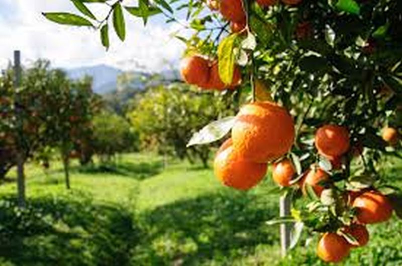 Orchard will grow in 111 hectares in Washim taluka! | वाशिम तालुक्यात  १११ हेक्टर क्षेत्रात फुलणार फळबागा !