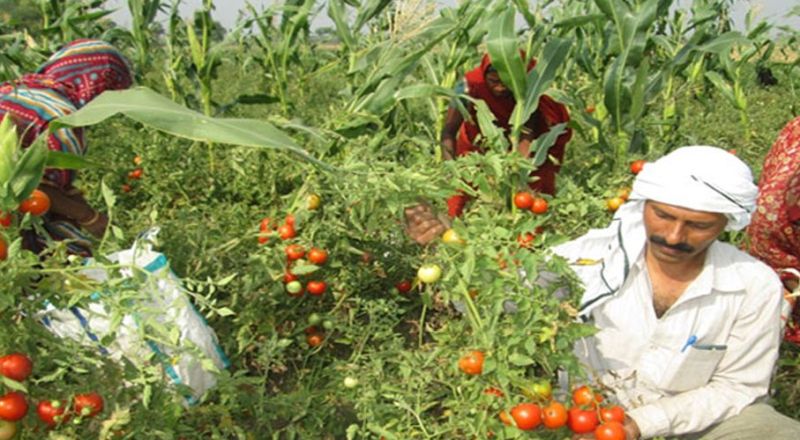 Federation of Organic Farmers to be formed in West Vidarbha | पश्चिम विदर्भात हाेणार सेंद्रिय उत्पादक शेतकऱ्यांचा ‘महासंघ’