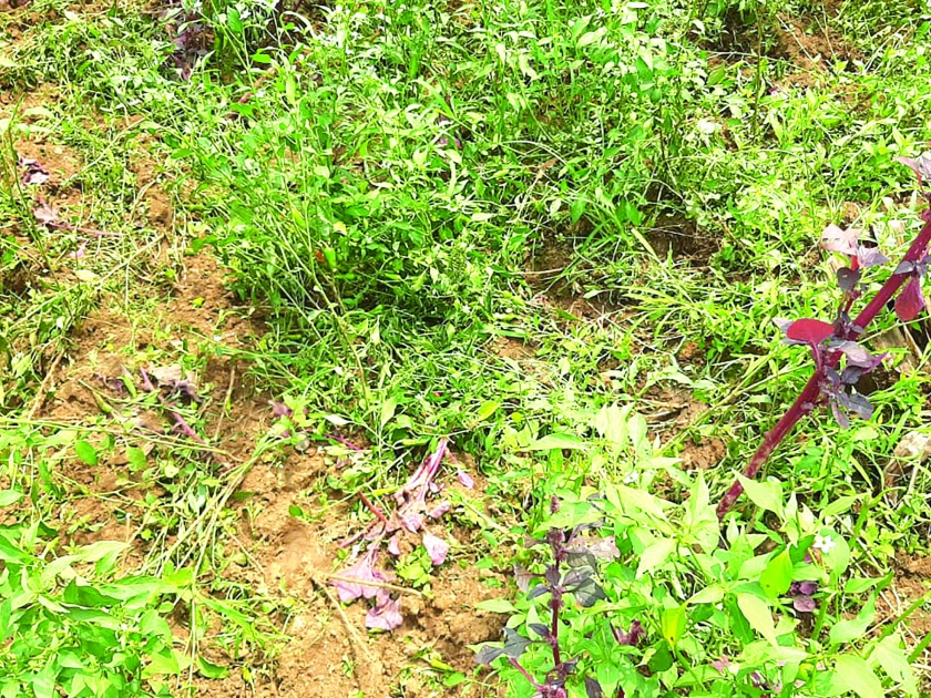 Damage to agriculture and horticulture by cows in Otwane | ओटवणेत गव्यांकडून शेती, बागायतीचे नुकसान